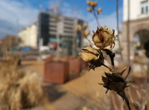 Публикувано изображение