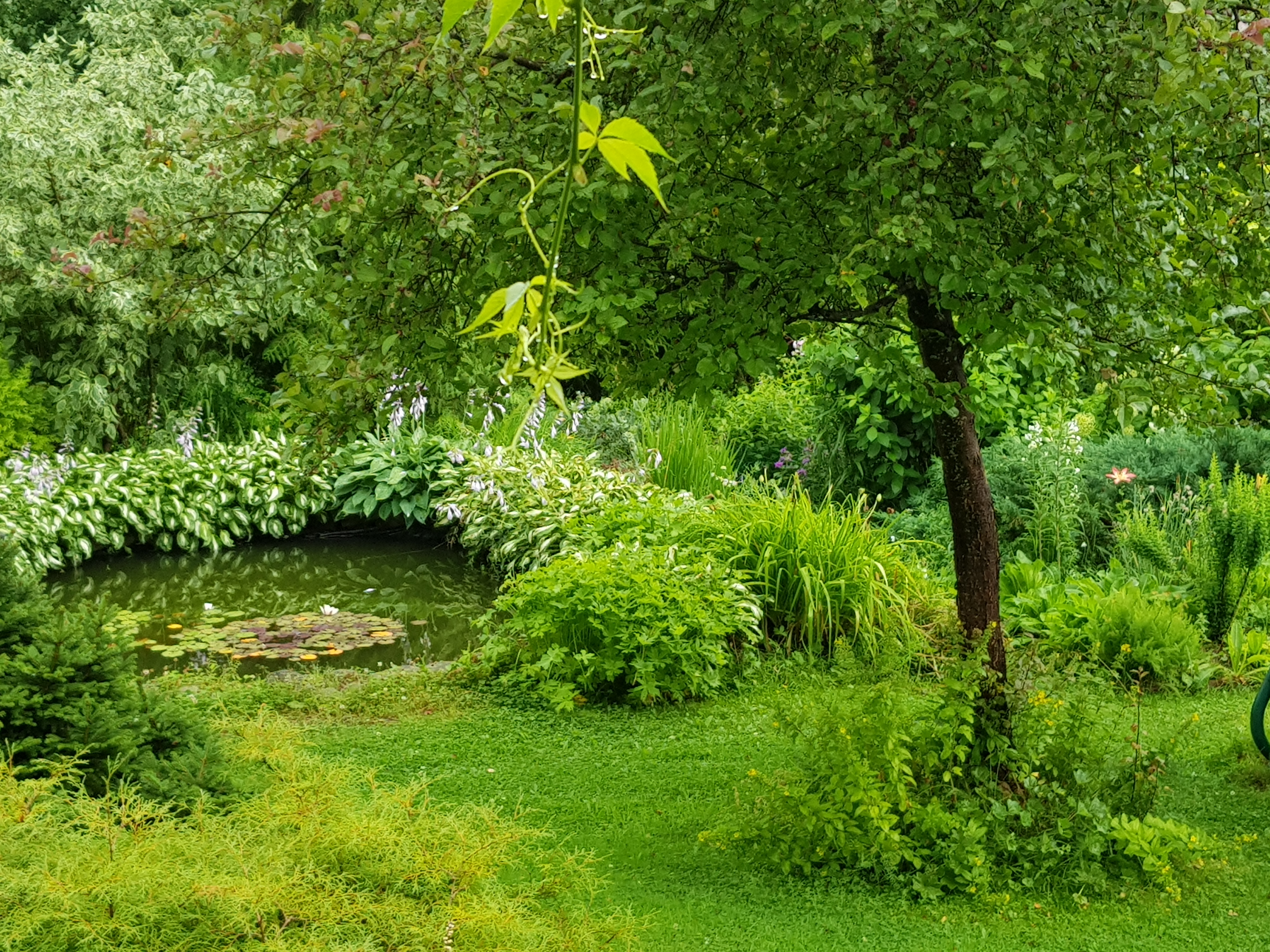 Малоуходный сад Александр Сапелин