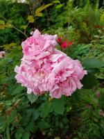 VFL.RU - ваш фотохостинг