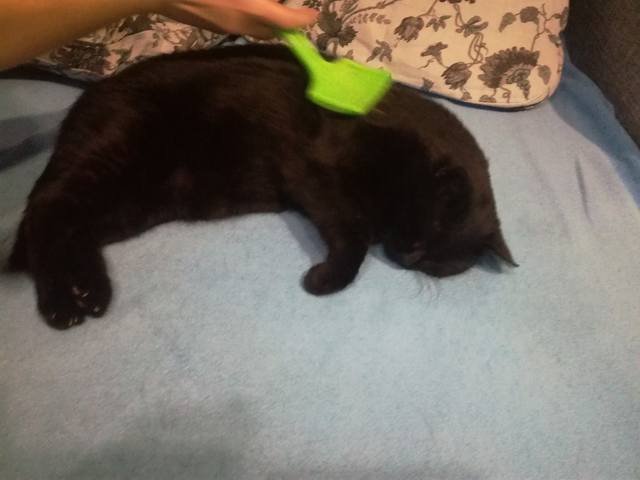 Кошки в нашей жизни. Кошки и все, что с ними связано.