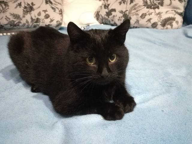 Кошки в нашей жизни. Кошки и все, что с ними связано.