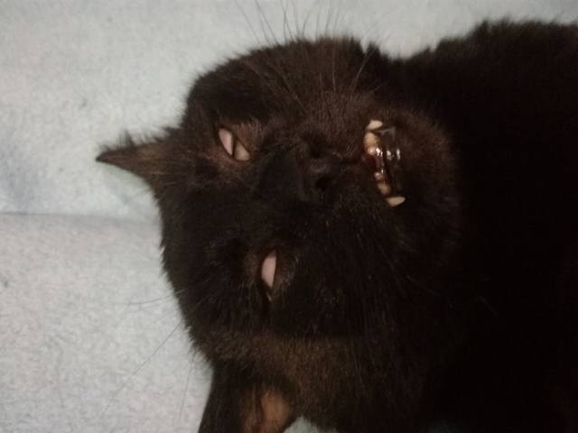 Кошки в нашей жизни. Кошки и все, что с ними связано.