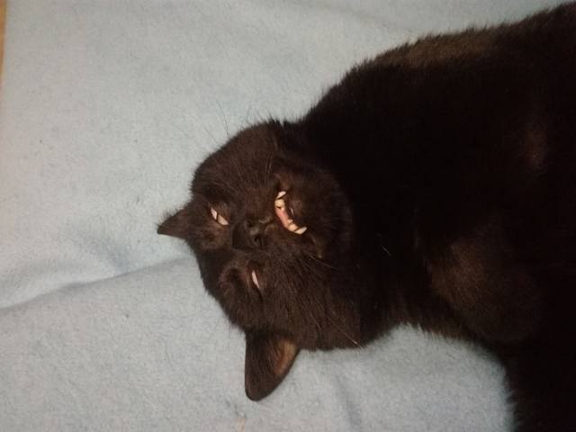 Кошки в нашей жизни. Кошки и все, что с ними связано.