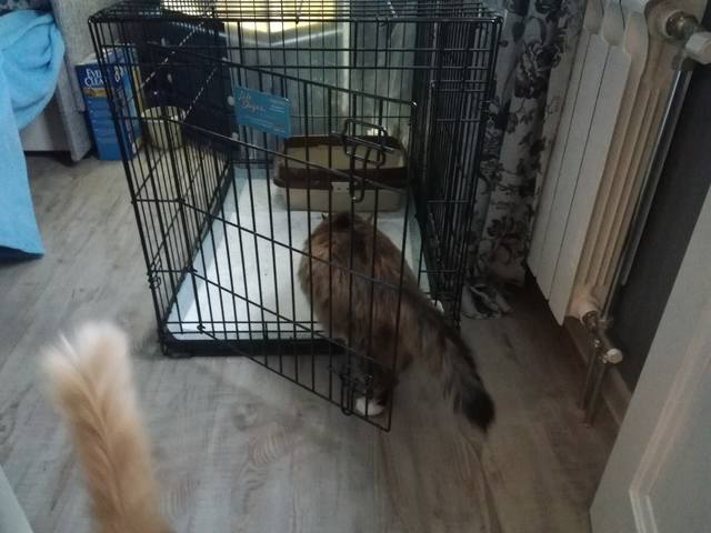 Кошки в нашей жизни. Кошки и все, что с ними связано.