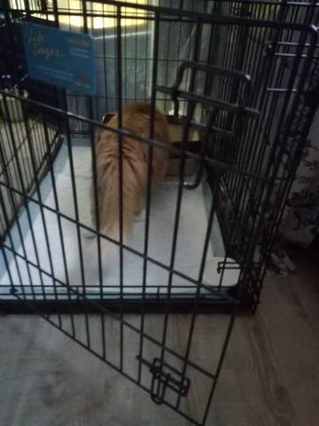 Кошки в нашей жизни. Кошки и все, что с ними связано.