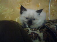 VFL.RU - ваш фотохостинг