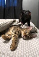 VFL.RU - ваш фотохостинг