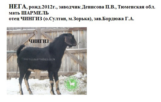 Вэнди ом Нега Nudnaya