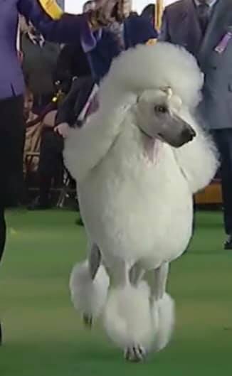 poodle stand 5