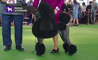 poodle stand 7