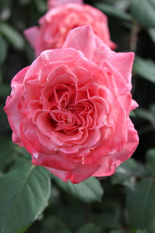 Чайная беседка