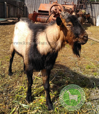 Амулет 1 Марина Третьякова