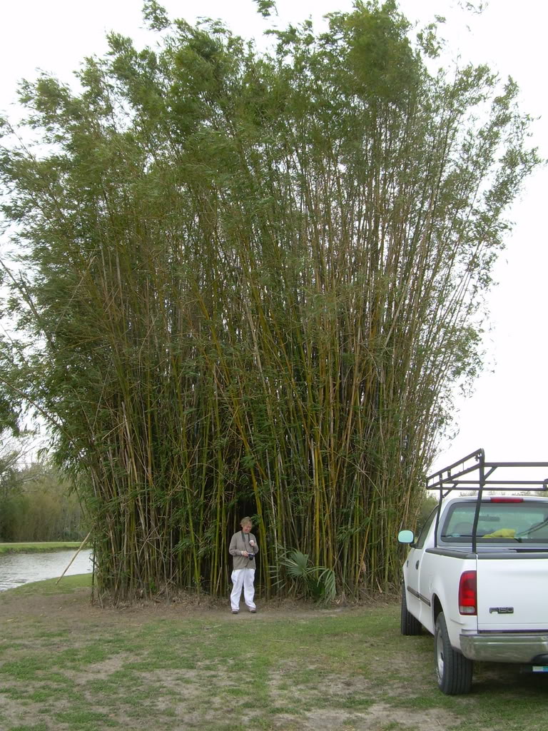 Bambusa tuldoides (2)