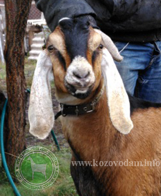 Оскар 1 Девора