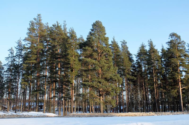 VFL.RU - ваш фотохостинг VFL.RU - ваш фотохостинг