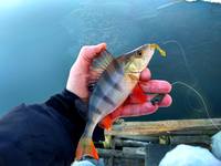 VFL.RU - ваш фотохостинг