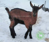 Ярик 1 Злата