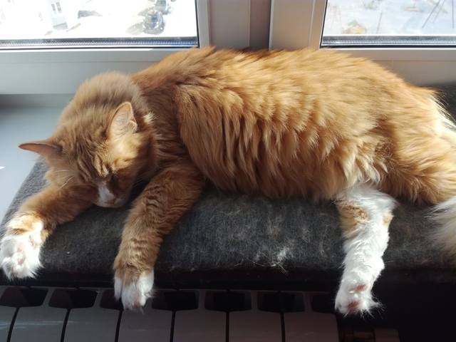 Кошки в нашей жизни. Кошки и все, что с ними связано.