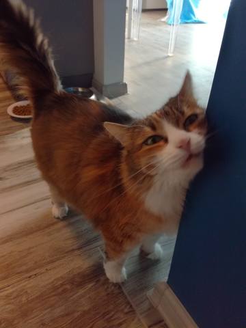 Кошки в нашей жизни. Кошки и все, что с ними связано.