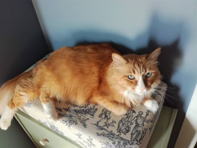 Кошки в нашей жизни. Кошки и все, что с ними связано.