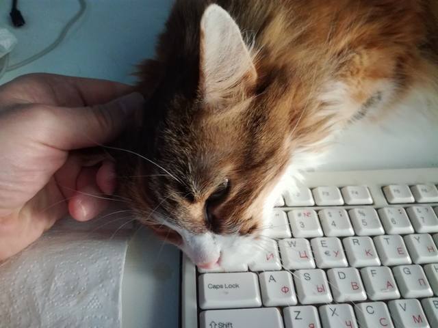 Кошки в нашей жизни. Кошки и все, что с ними связано.