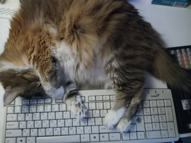 Кошки в нашей жизни. Кошки и все, что с ними связано.