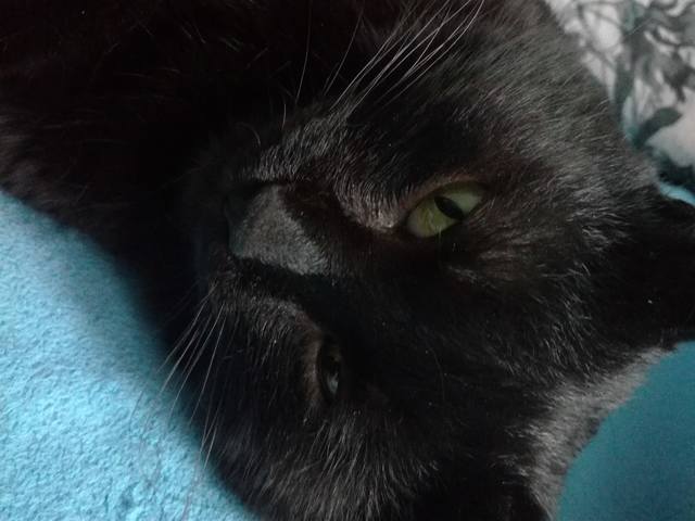 Кошки в нашей жизни. Кошки и все, что с ними связано.