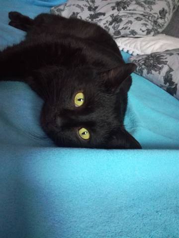 Кошки в нашей жизни. Кошки и все, что с ними связано.