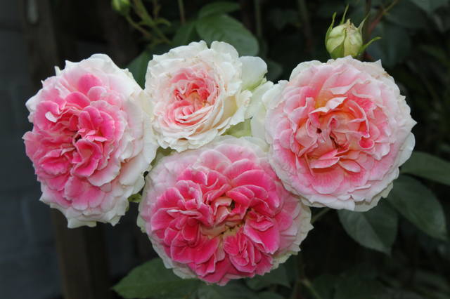 Чайная беседка