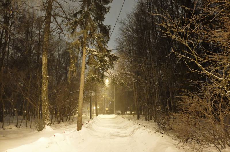 зимний лес зимний лес ночью
