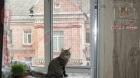 Защитная решетка для кошек антикошка на окно 3