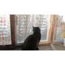 Защитная решетка для кошек антикошка на окно 4