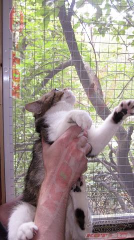 Защитные решетки для кошек антикошка на окно 5