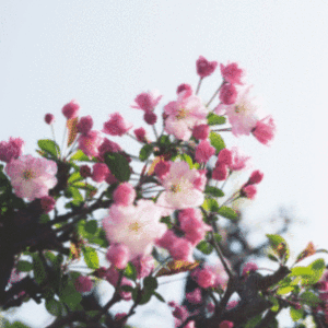 Бант и цветущая сакура (к 8 Марта), 300х300 _190308
