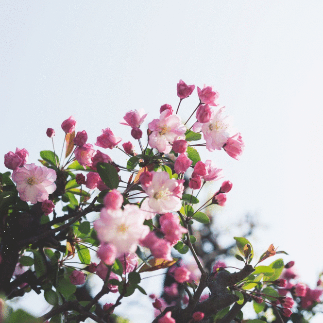 Бант и цветущая сакура (к 8 Марта), 665х665 _190308