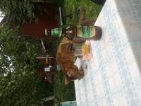 VFL.RU - ваш фотохостинг