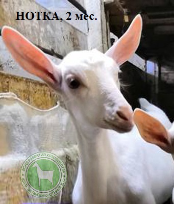 Нотка talanov2011