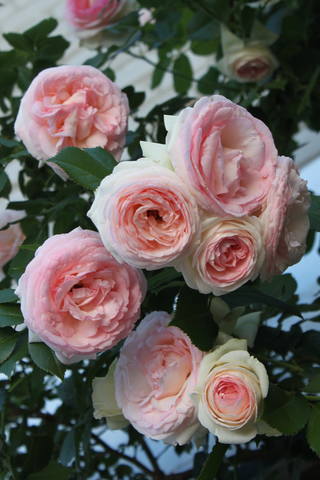 Чайная беседка