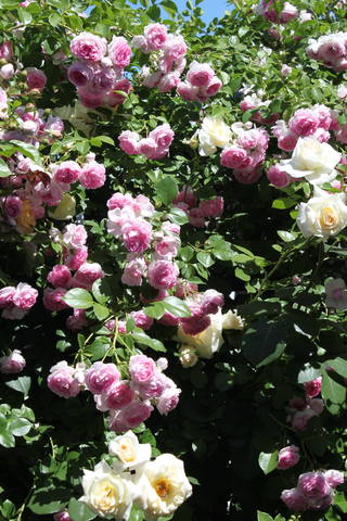 Чайная беседка