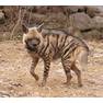 striped-hyena-2