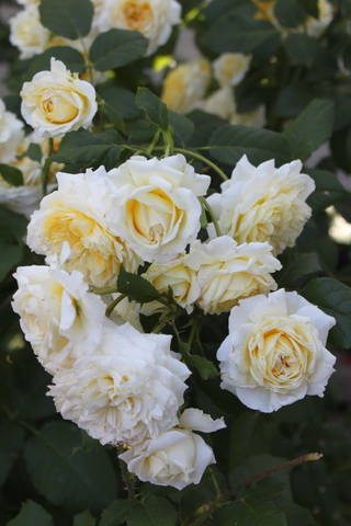 Чайная беседка