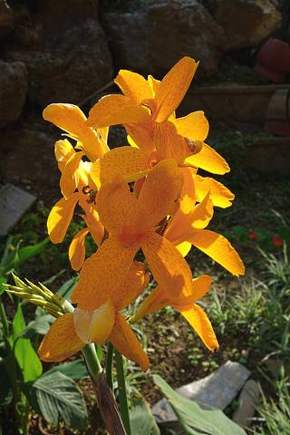Орхидея в саду возле реки Тришули. Фото Морошкина В.В.