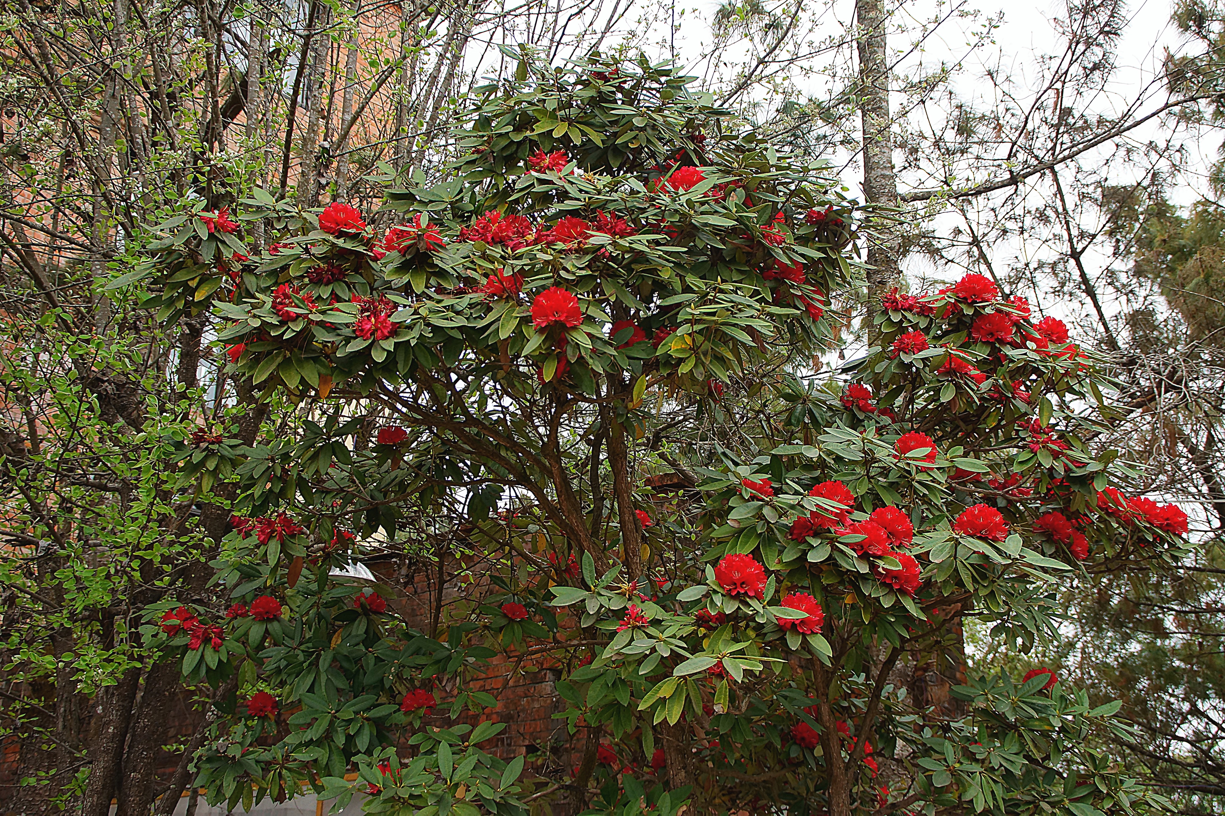 Цветущее дерево гималайского рододендрона в саду Нагаркота. Фото Морошкина В.В.