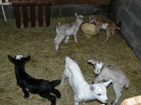 VFL.RU - ваш фотохостинг