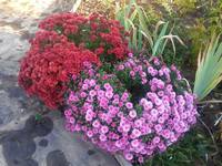 рубин, лилак