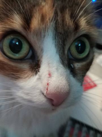 Кошки в нашей жизни. Кошки и все, что с ними связано.