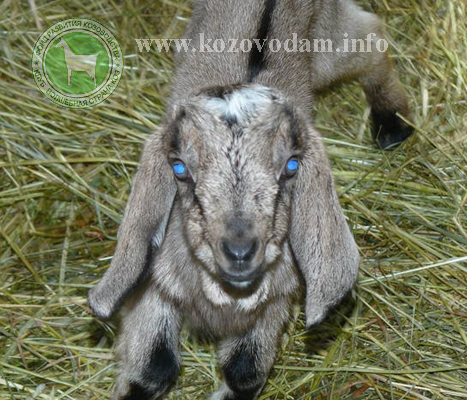 Габриэлла Ирина1971Алексин