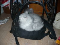 VFL.RU - ваш фотохостинг