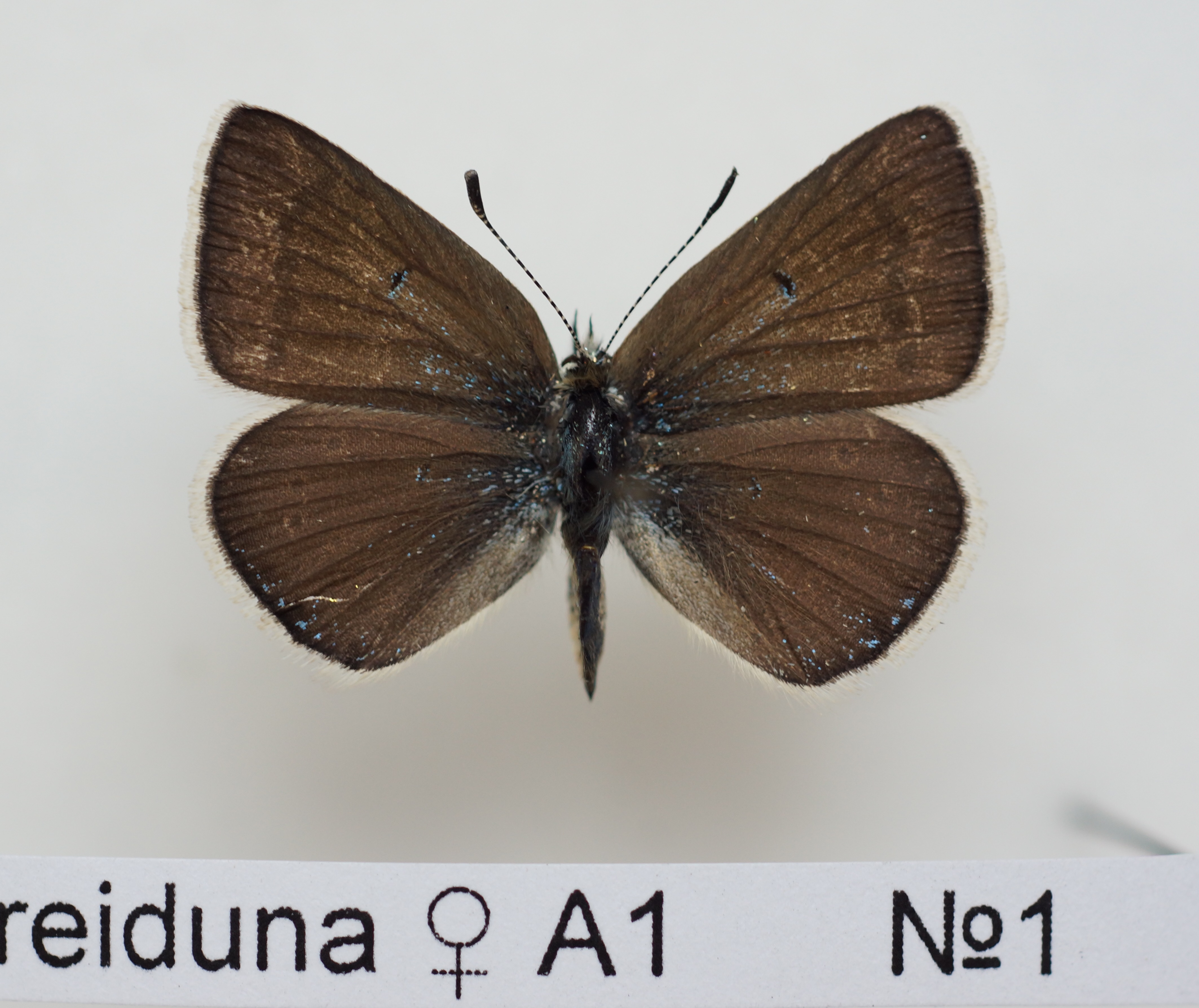 Neolysandra fereiduna female A1 №1.JPG