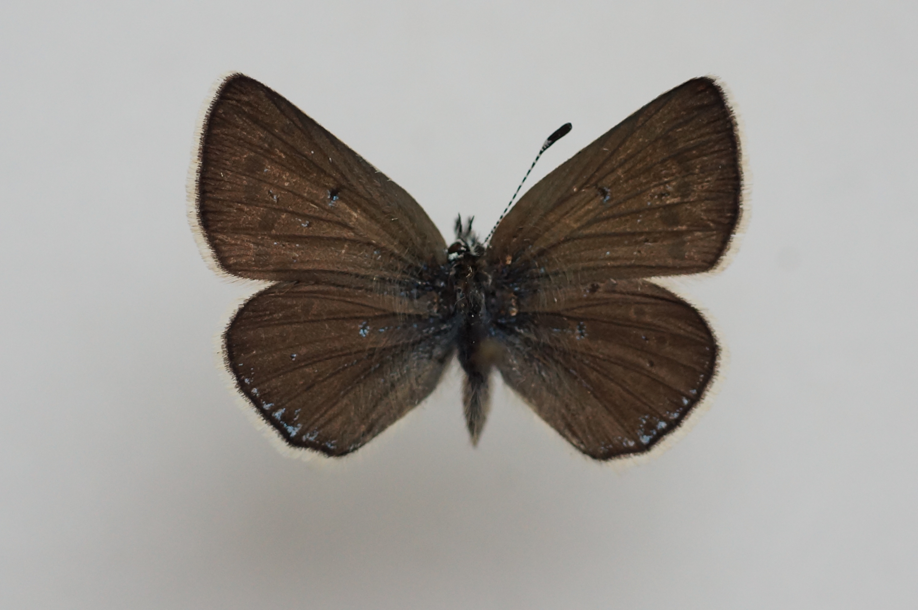 Neolysandra fereiduna female A1- №1